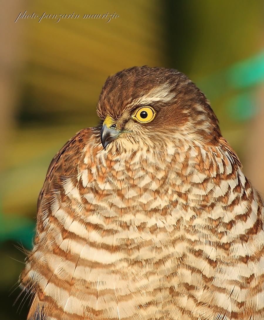 portrait mortarboard
