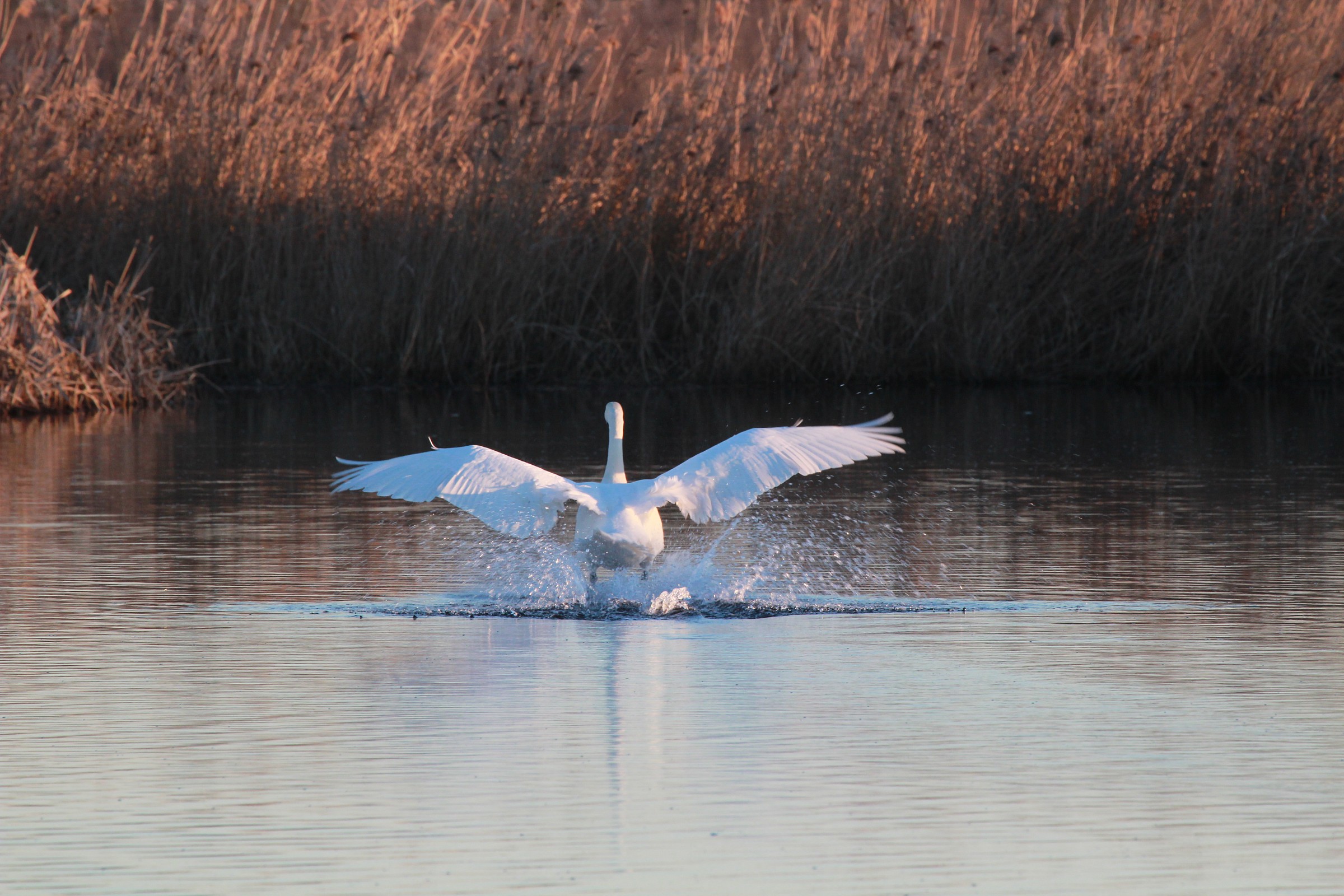 Atterraggio mordbido ...
