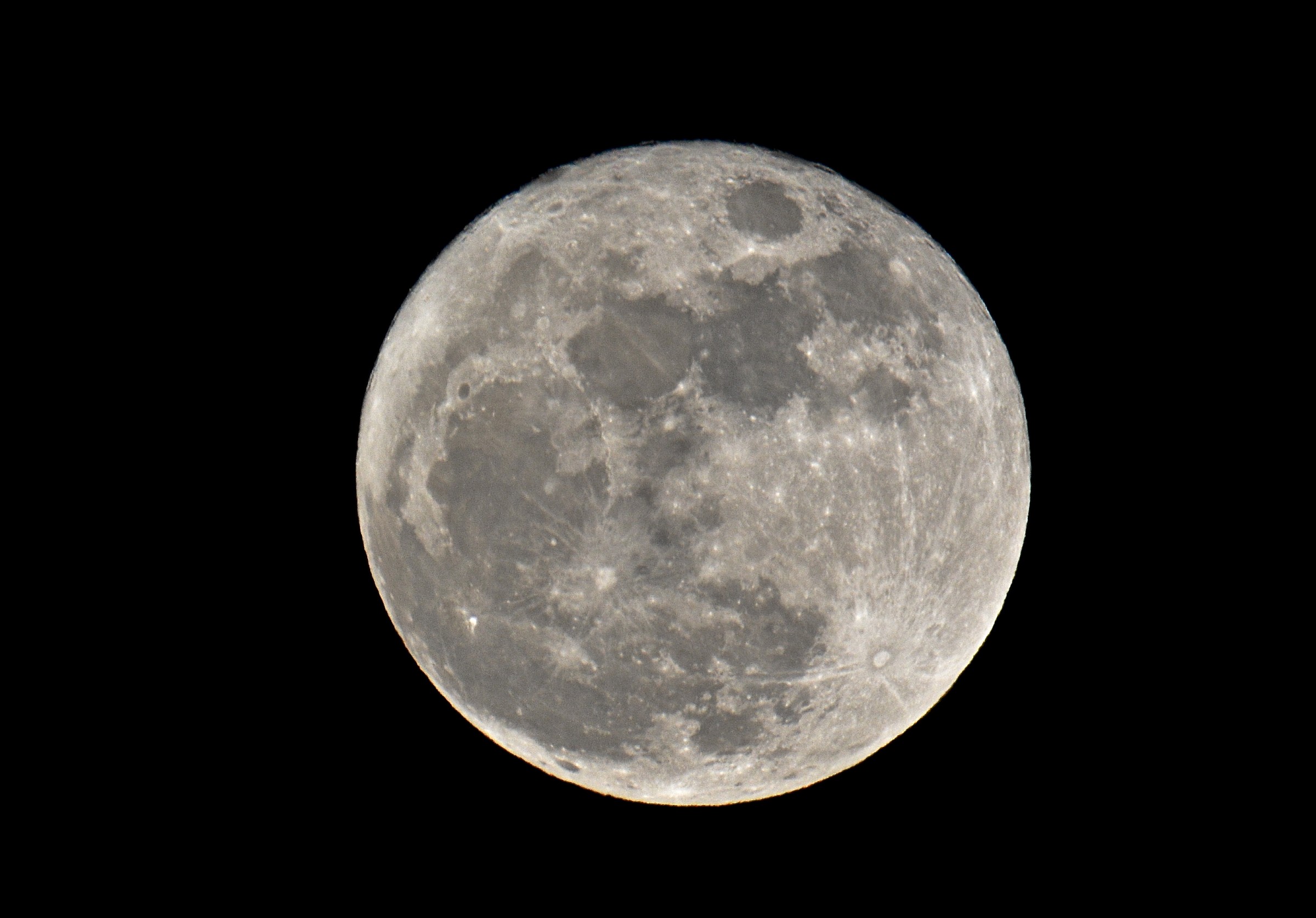 Luna pine of the Epiphany