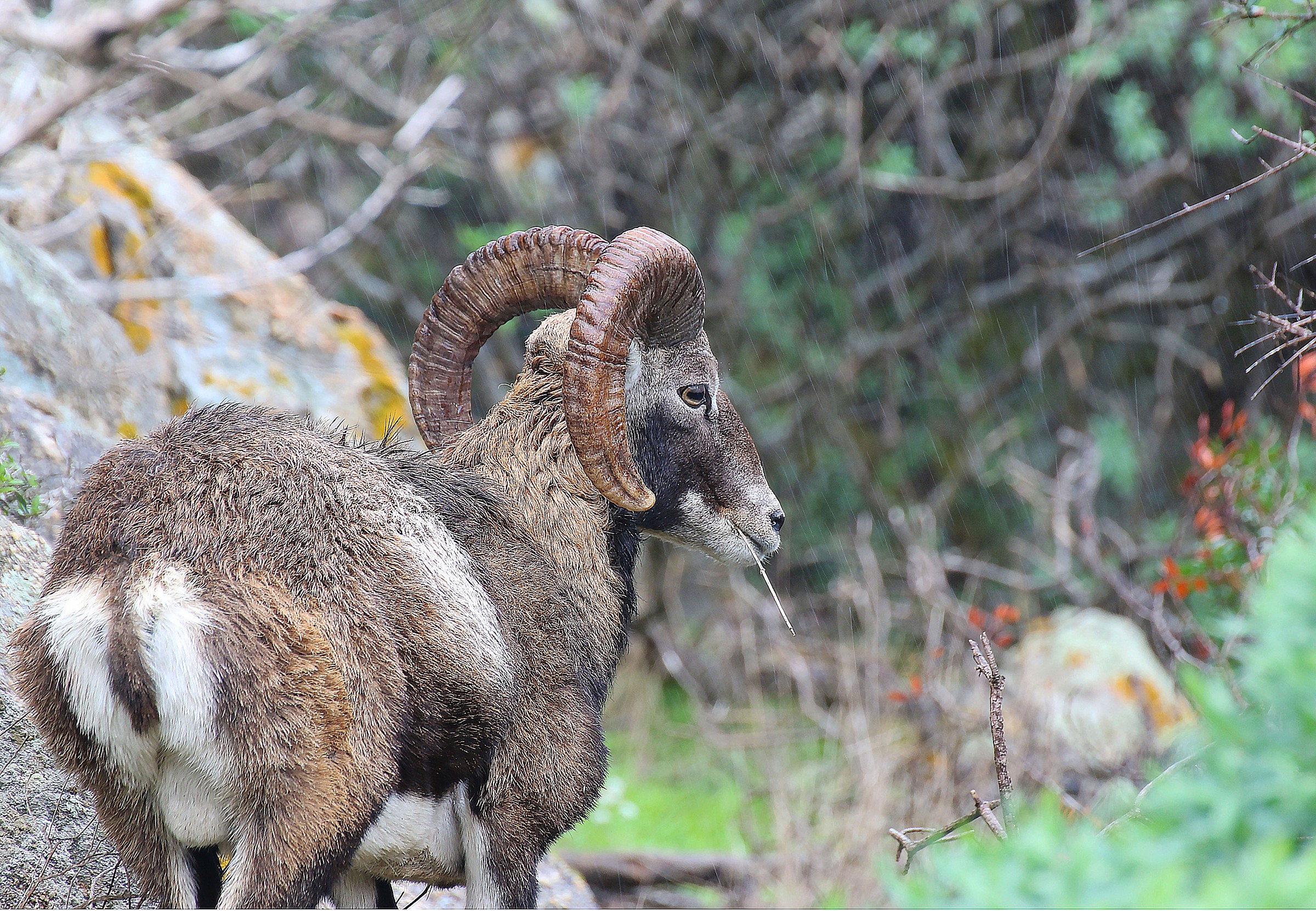 Mouflon in the rain