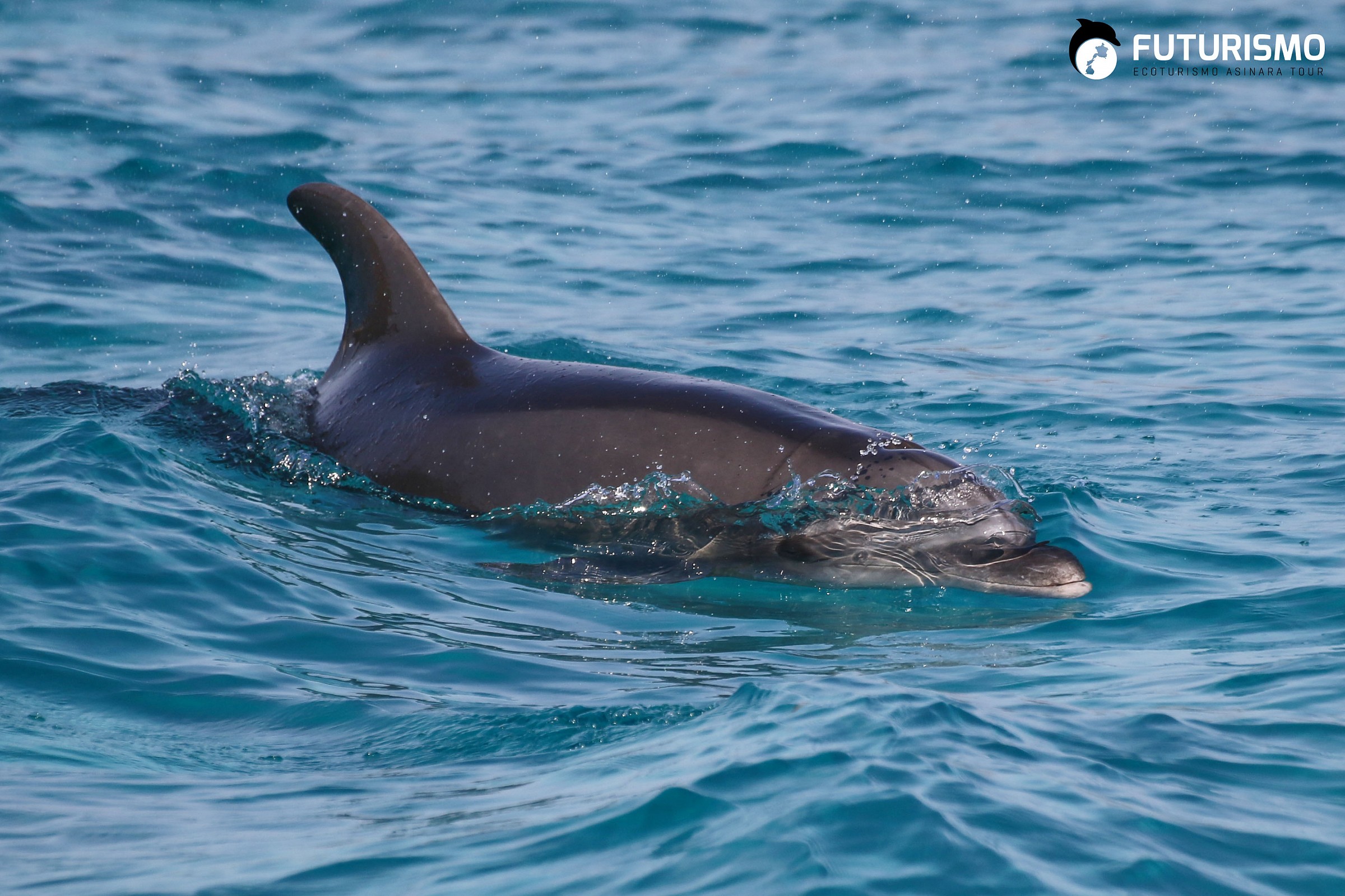 Dolphin (Tursiops truncatus)