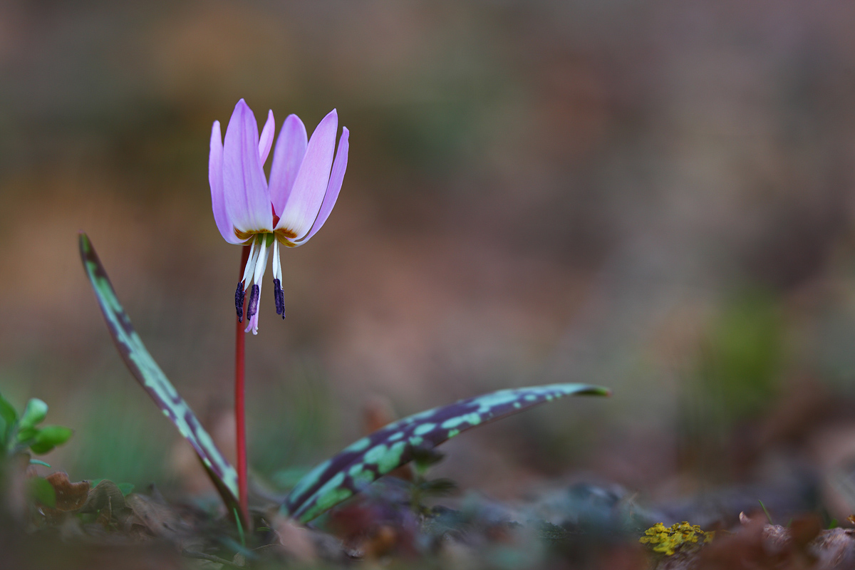 Erythronium dens-canis