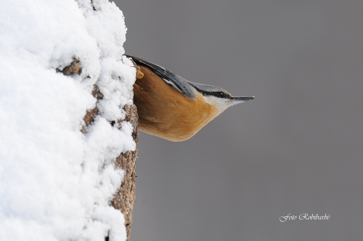 Picchio muratore....