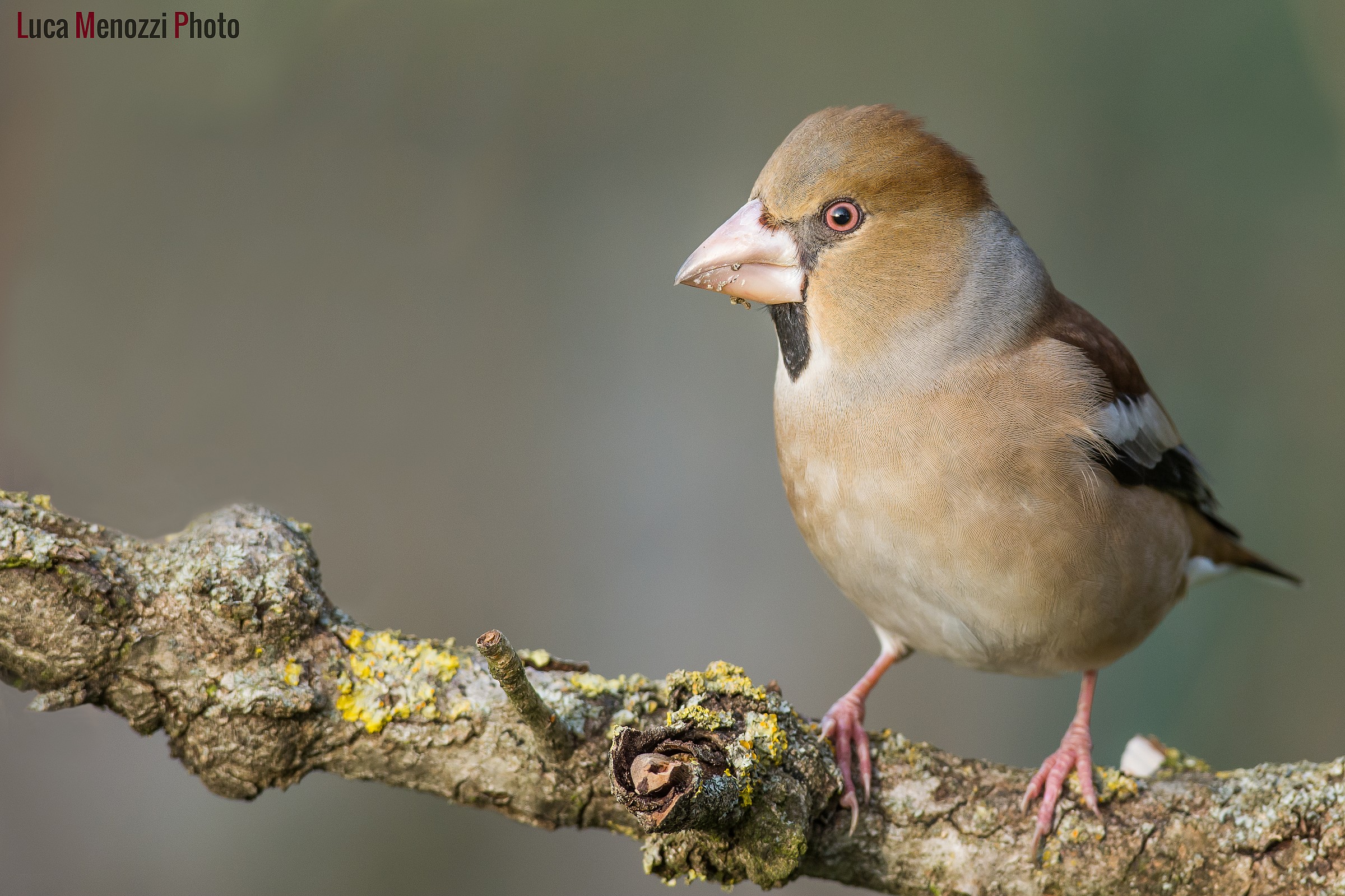 Hawfinch