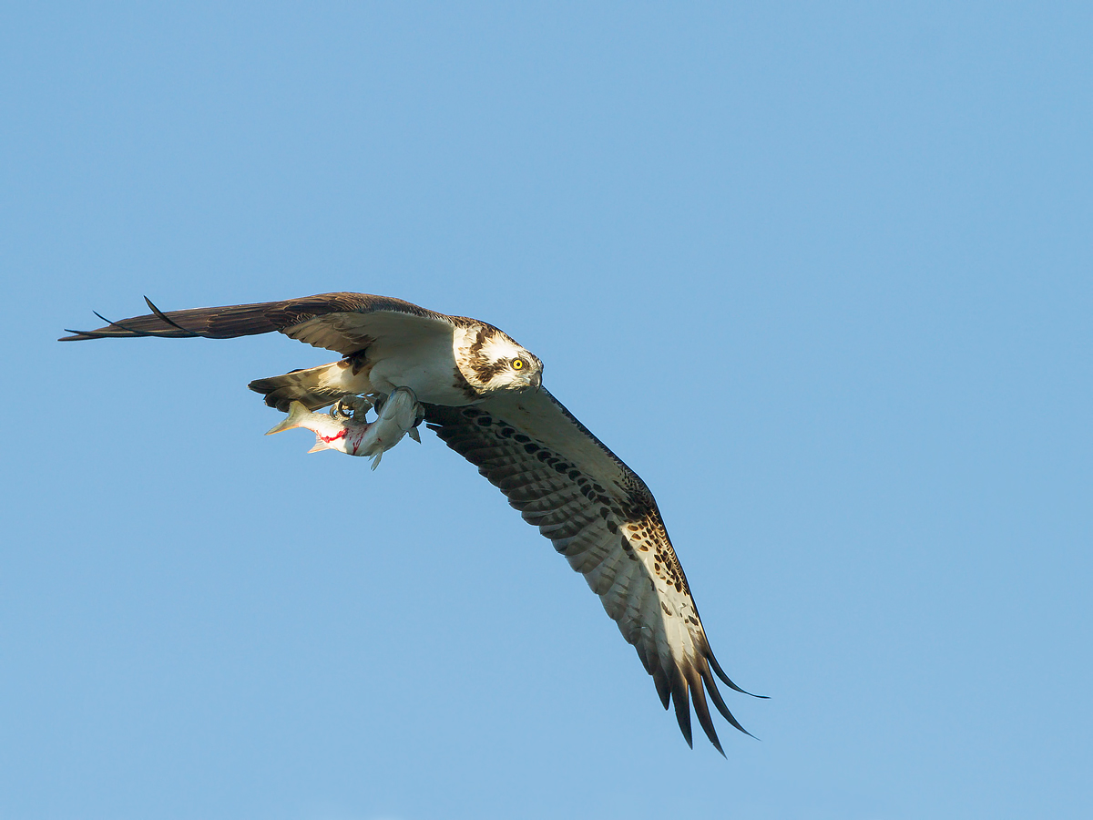 osprey 2