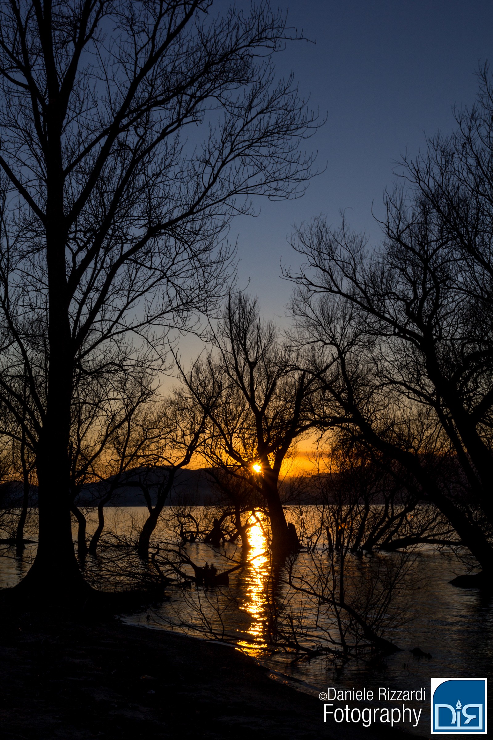 Tramonto tra gli alberi