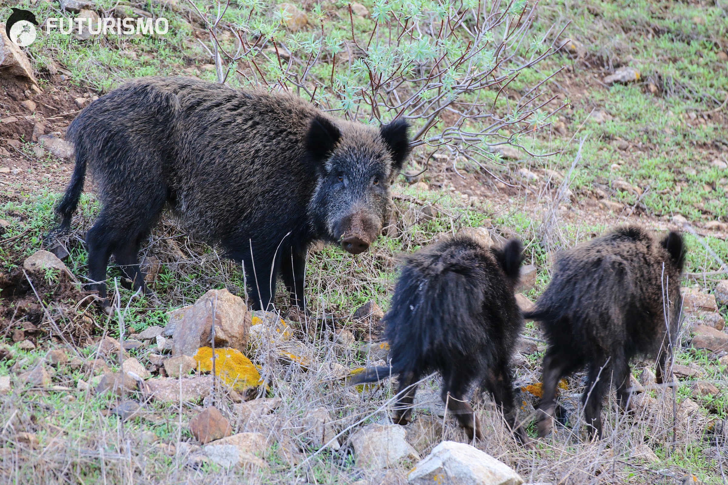 Wild boar with offspring
