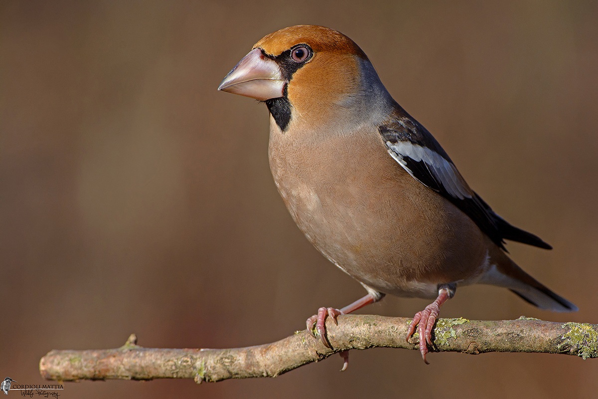 The Hawfinch ...