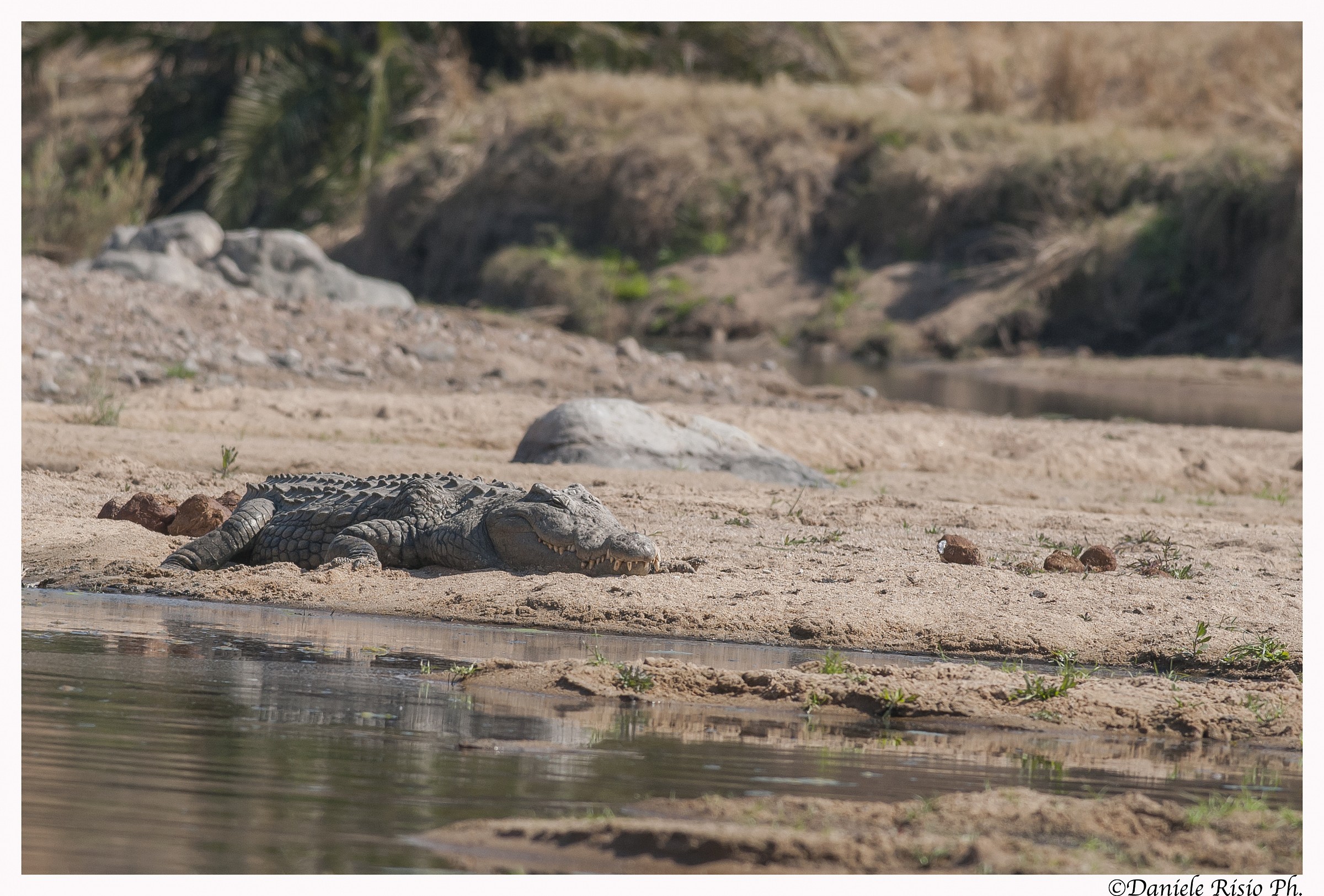 coccodrillo in attesa