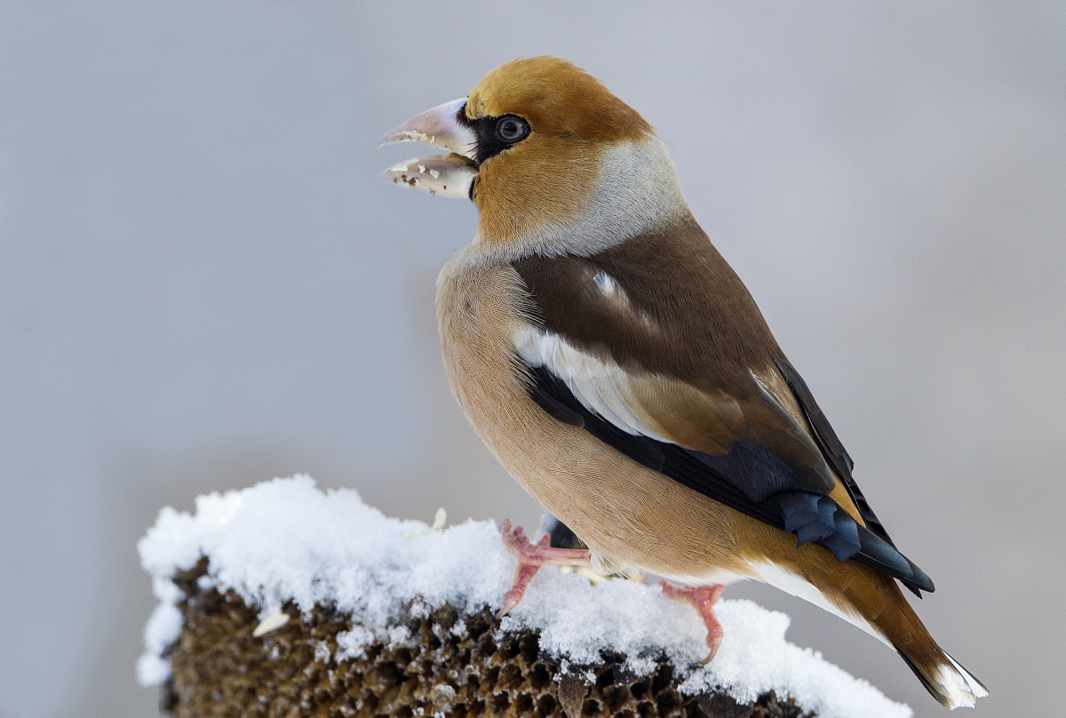 Hawfinch hungry