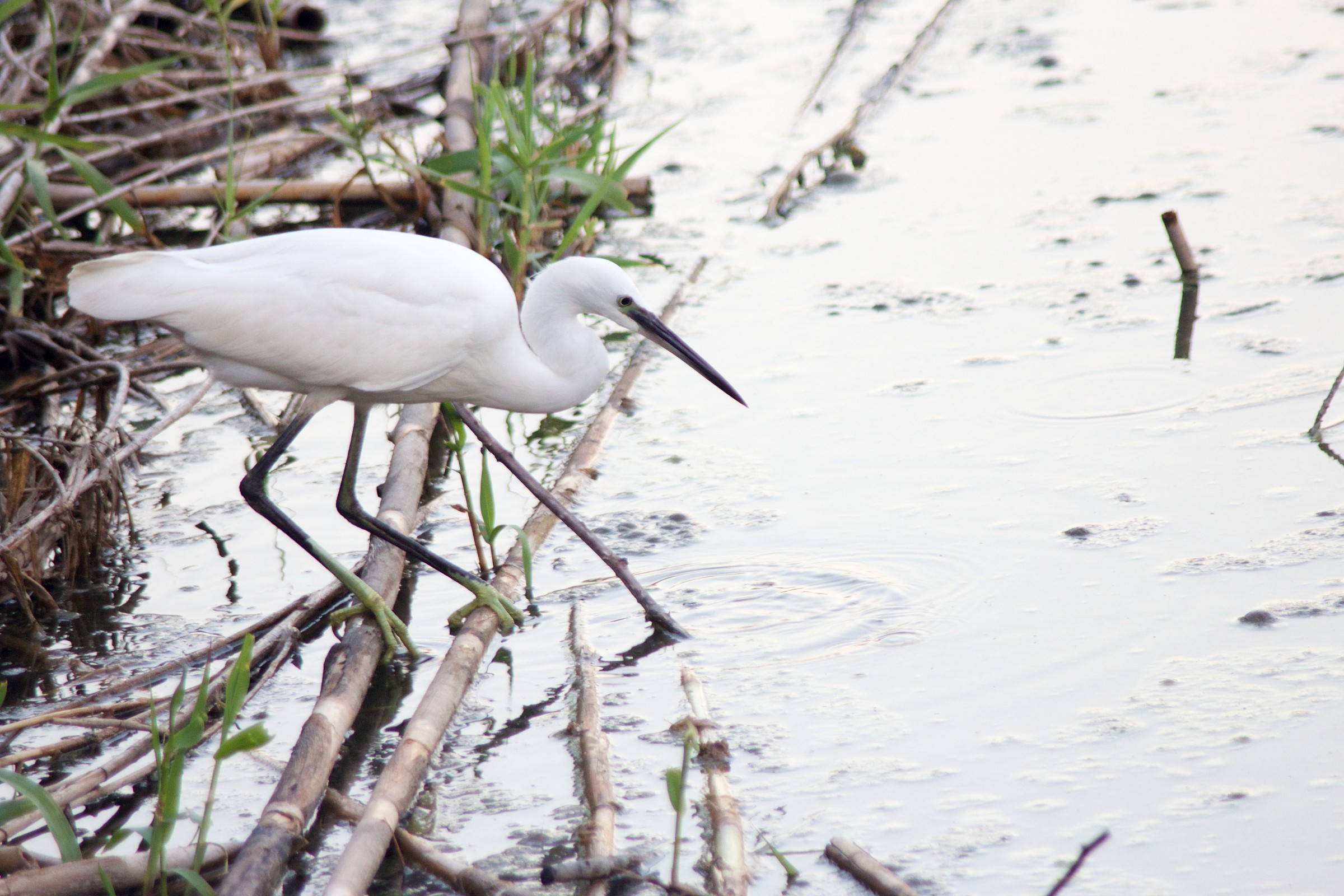 Egret reflected