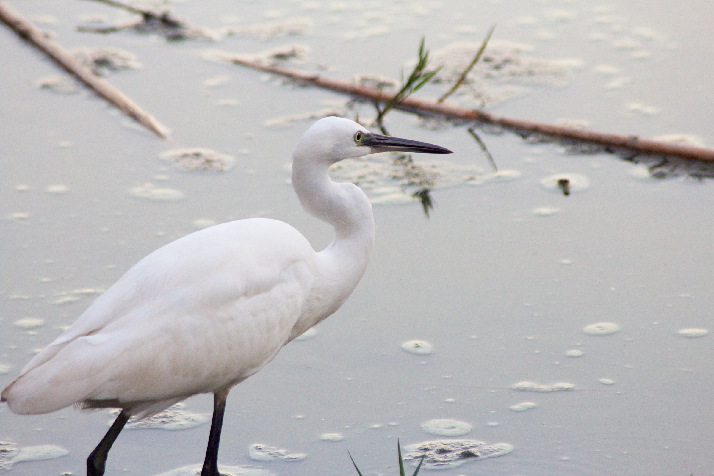 Egret