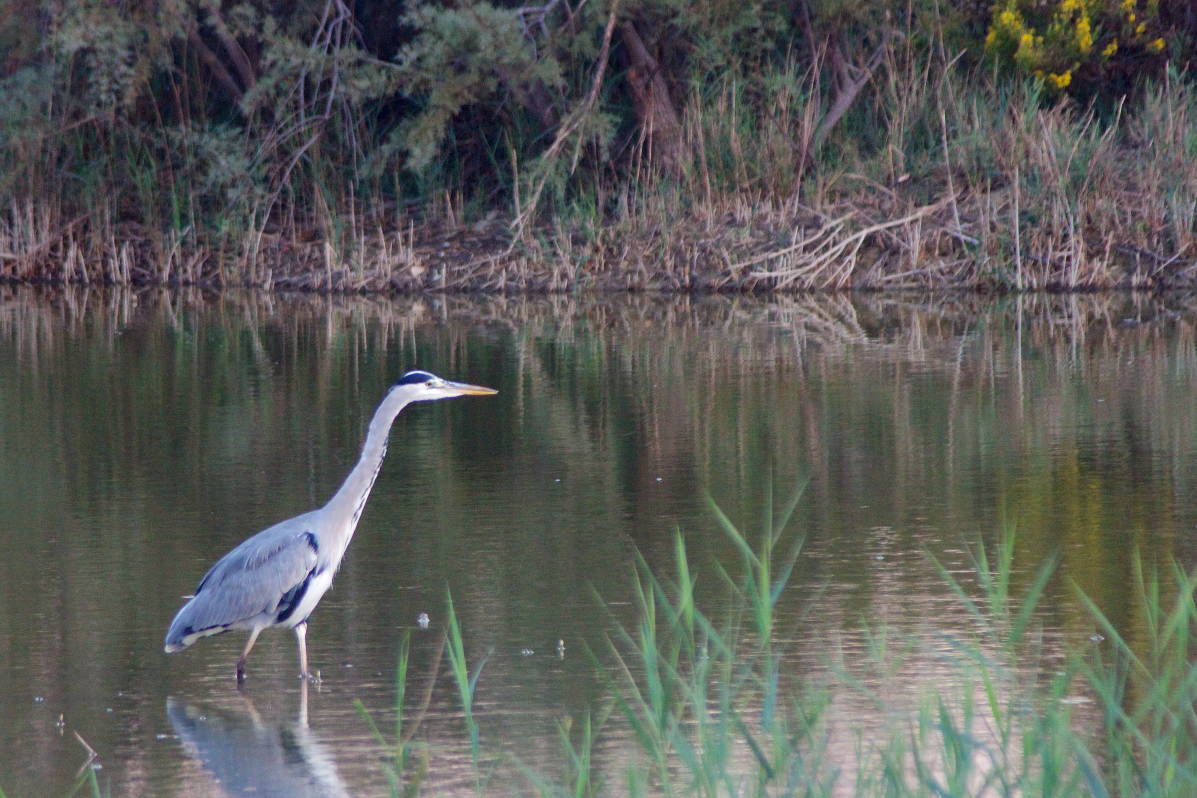 Grey Heron