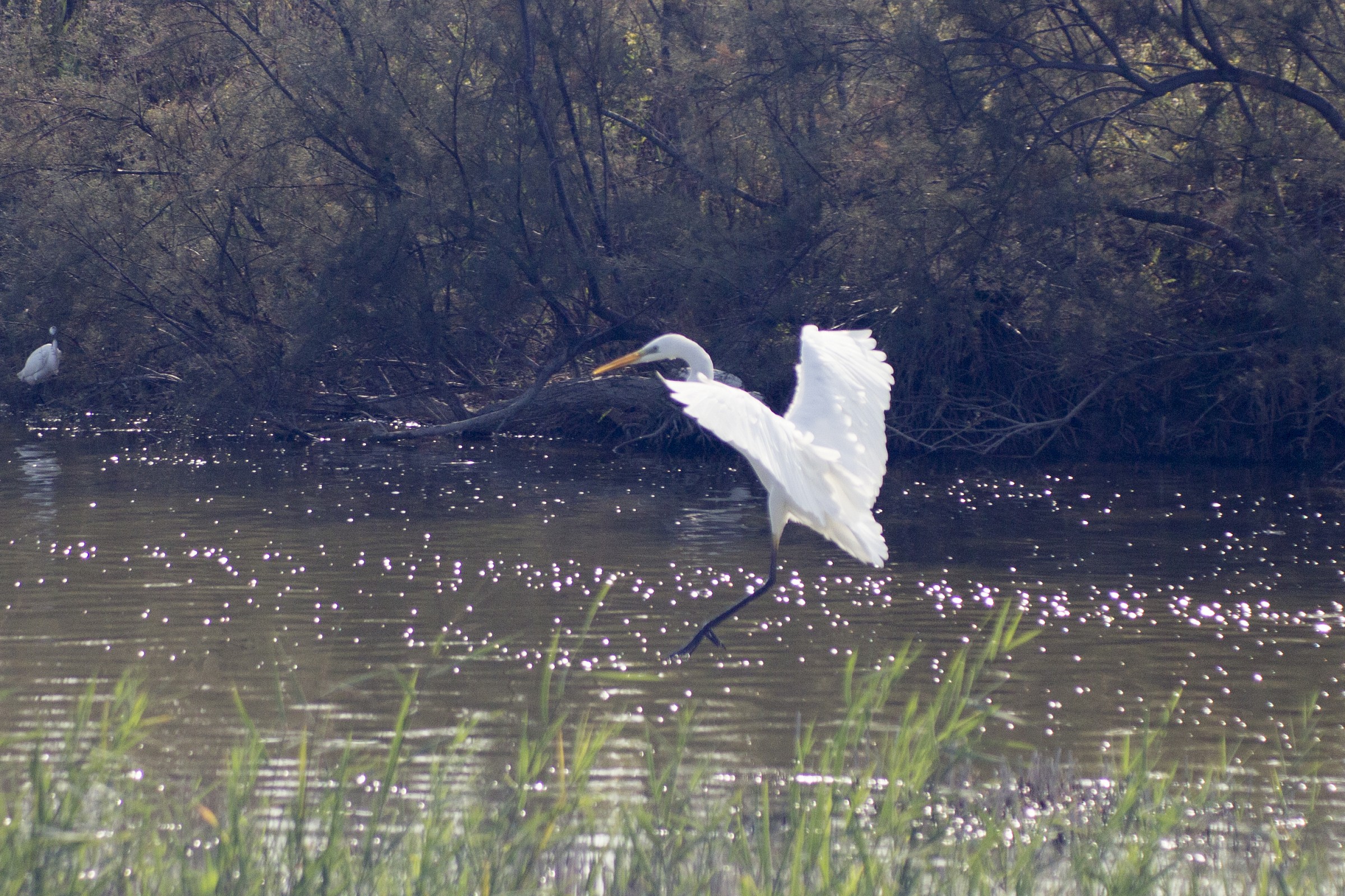 White Heron Maggiore