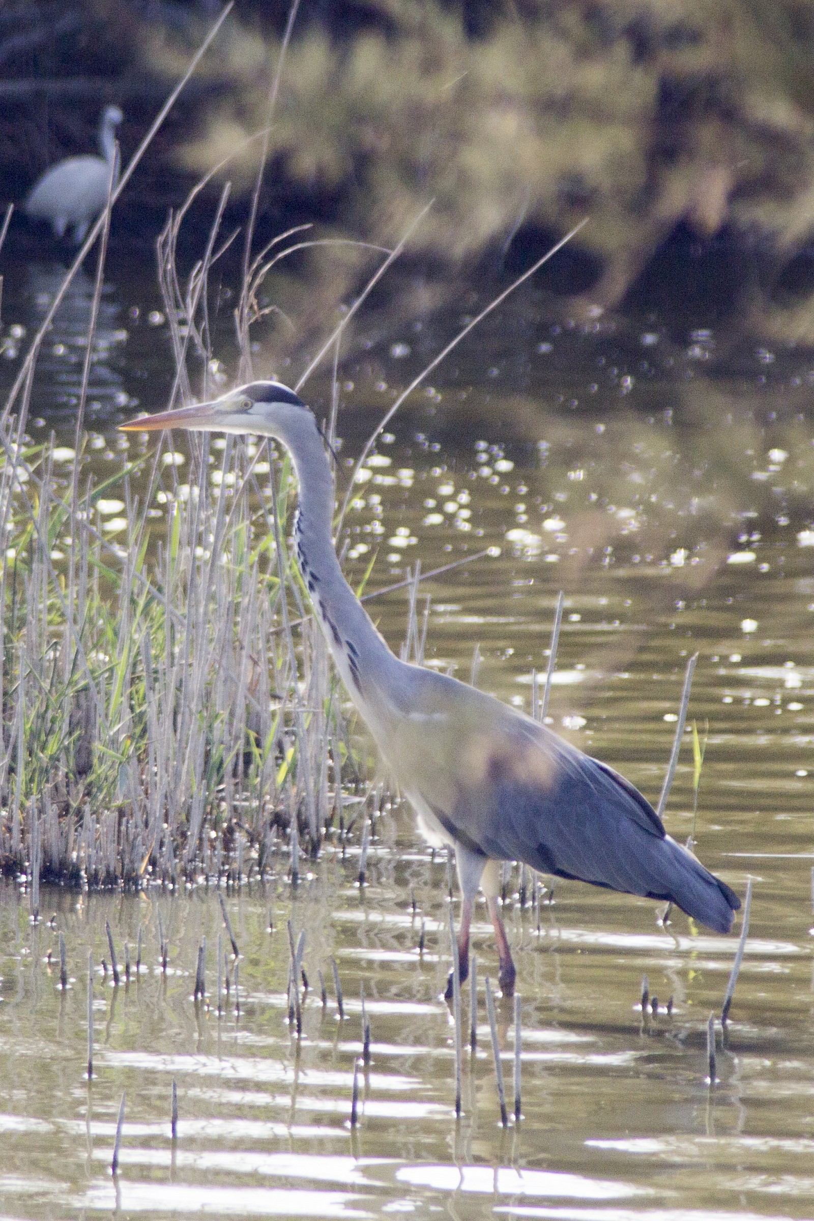 Grey Heron