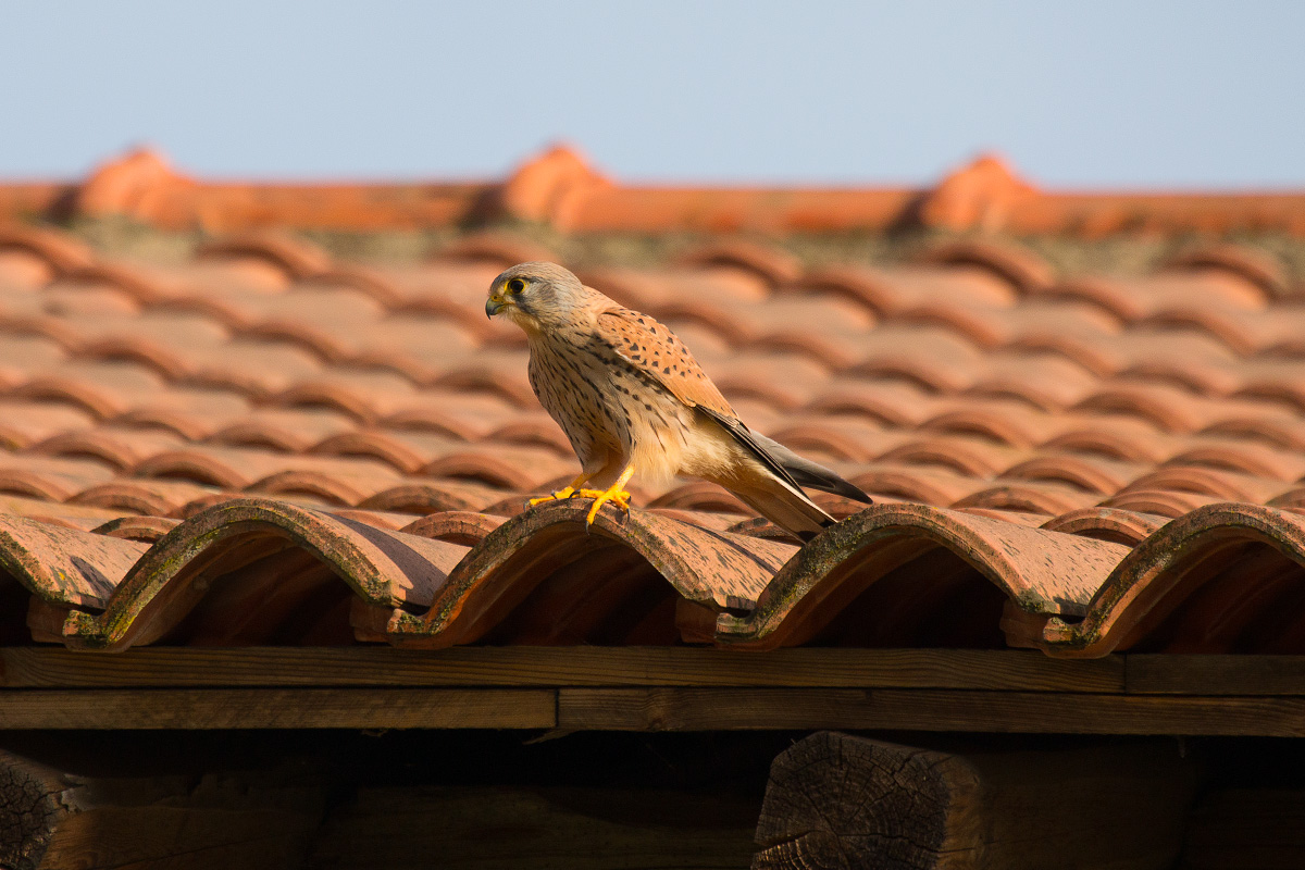 Gheppio / Kestrel (Falco tinnunculus)