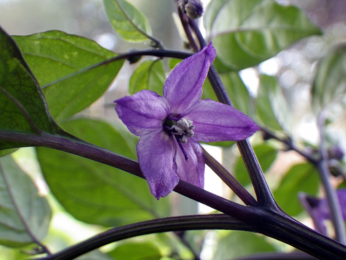 Capsicum anuum, var. Little Nubian