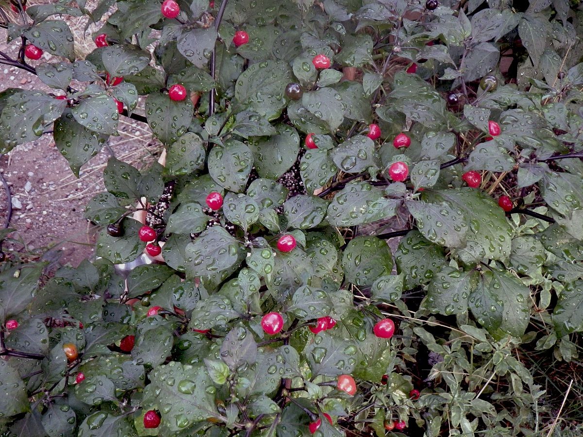 Capsicum chinense, var. Mata Frade