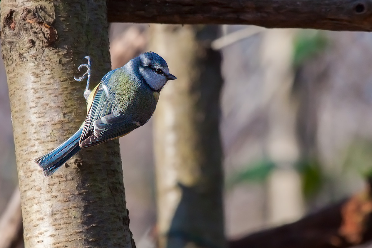 Cinciarella / Eurasian blue tit (Cyanistes caeruleus)