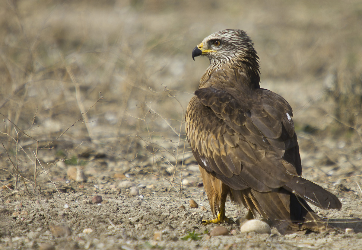 Black Kite