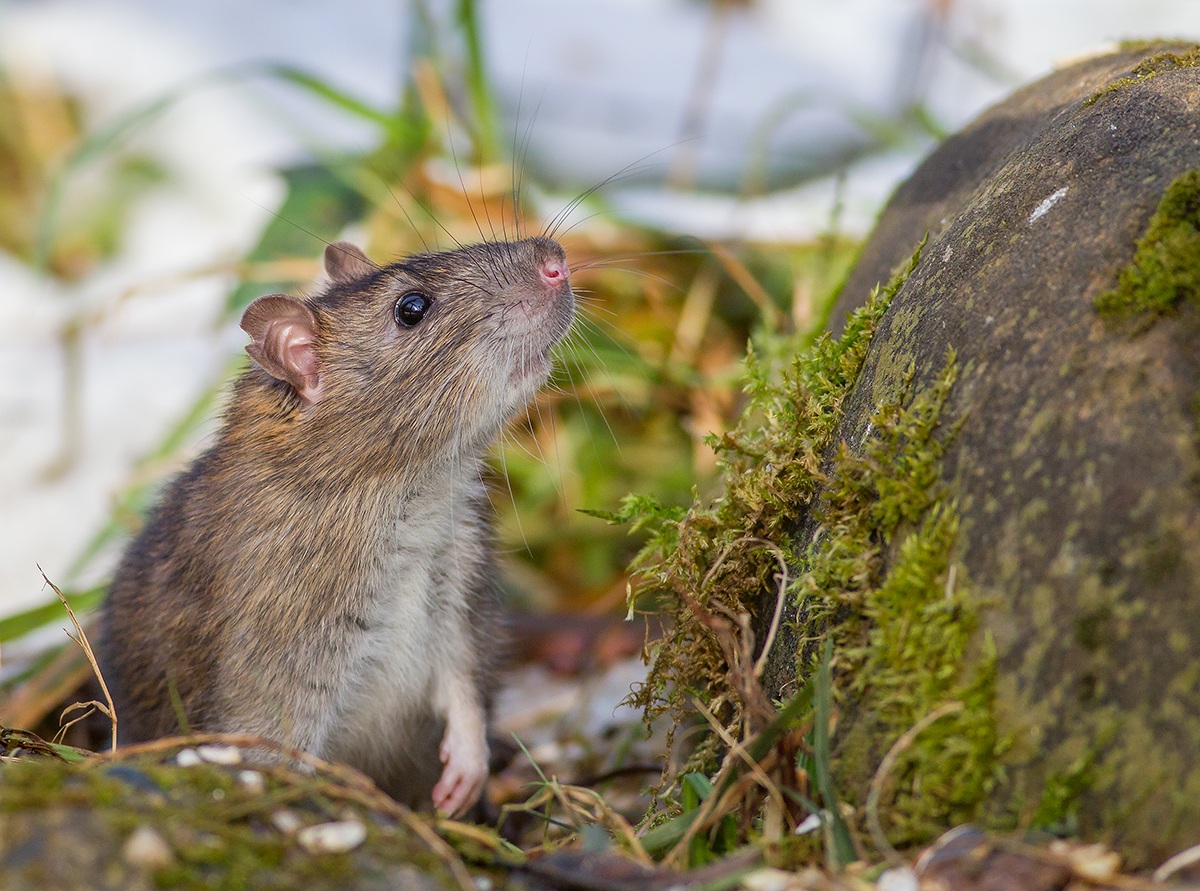 Il folletto del bosco
