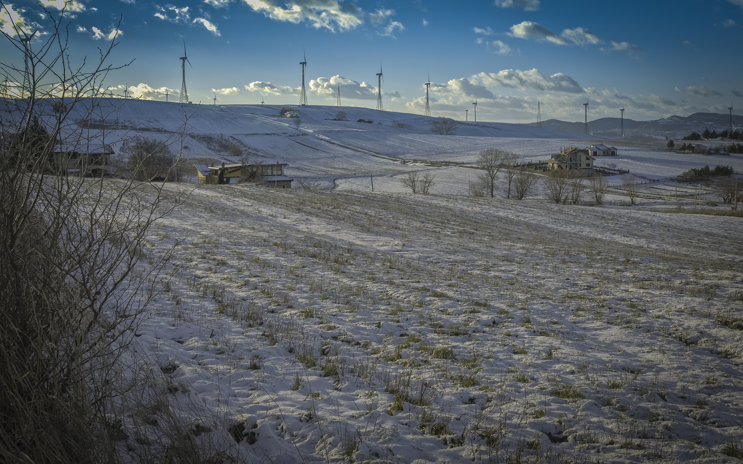wheat under the snow