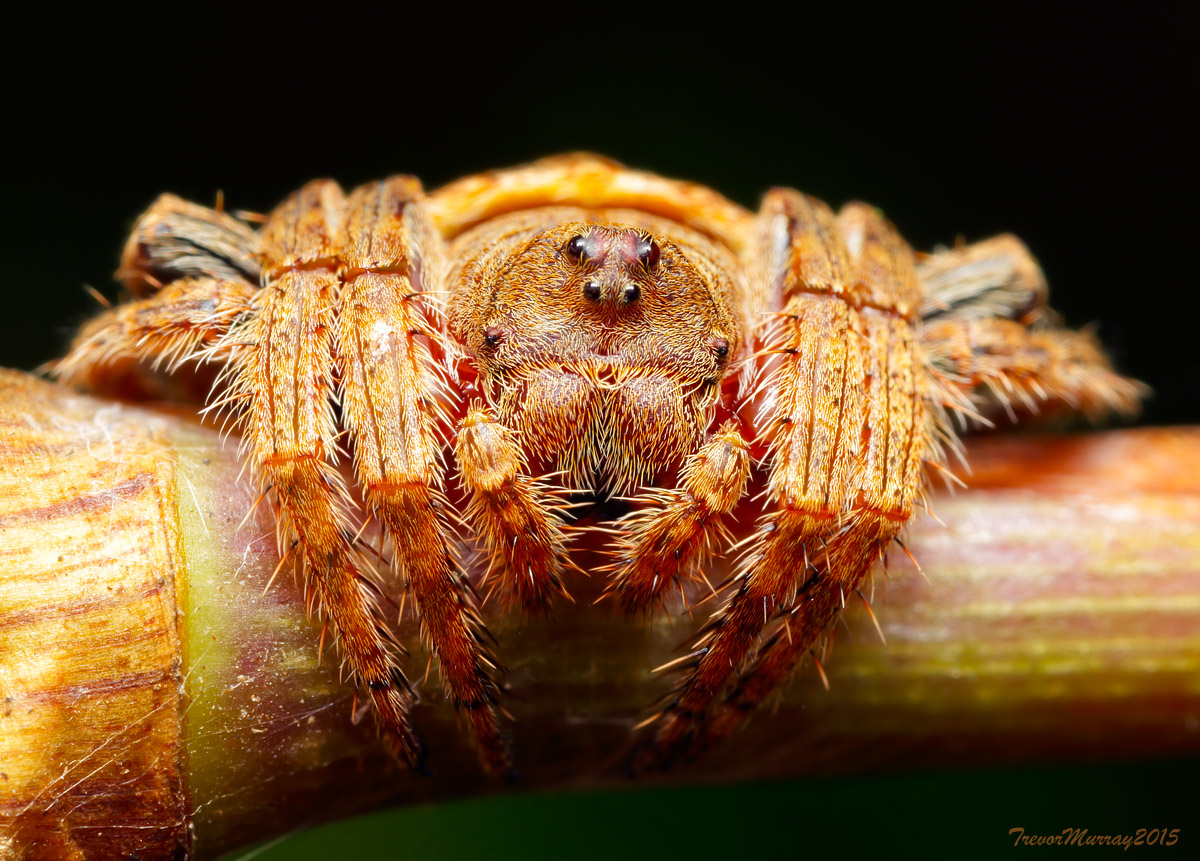 Wrap-around Spider