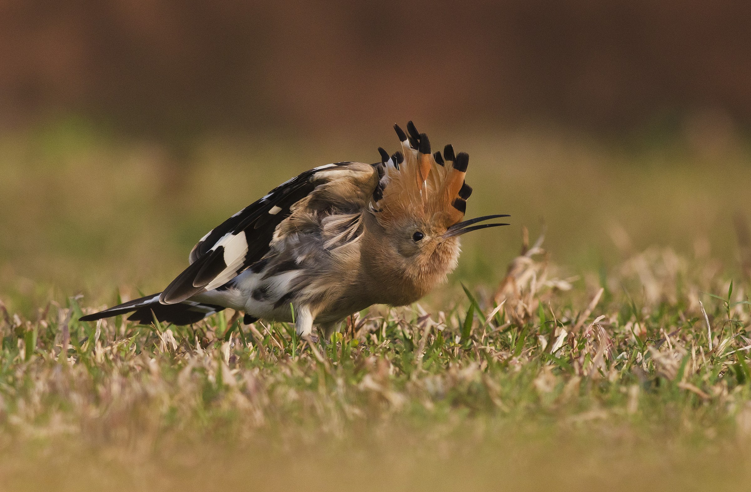 hoopoe