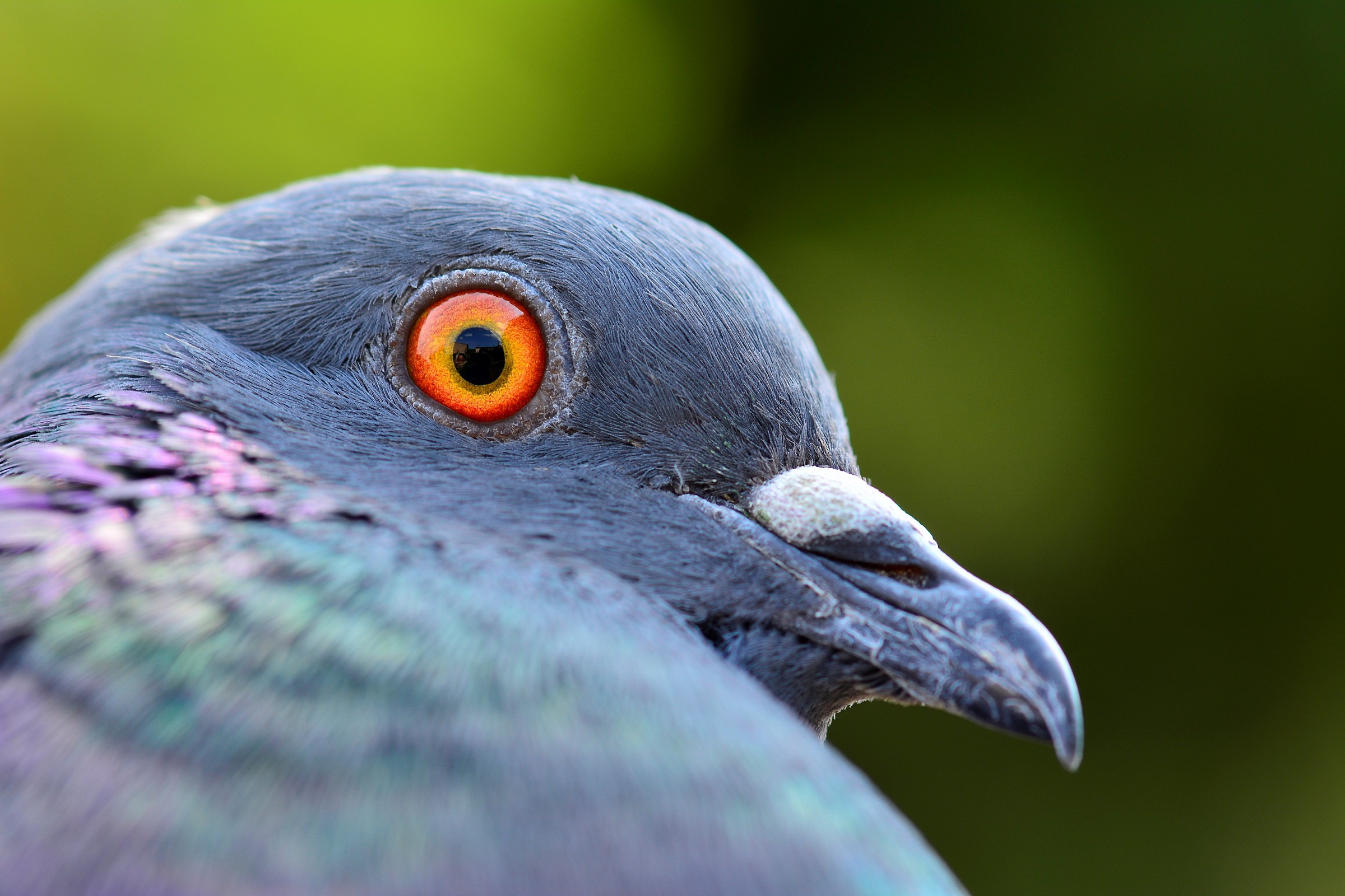 Paraluce..mangime e click.