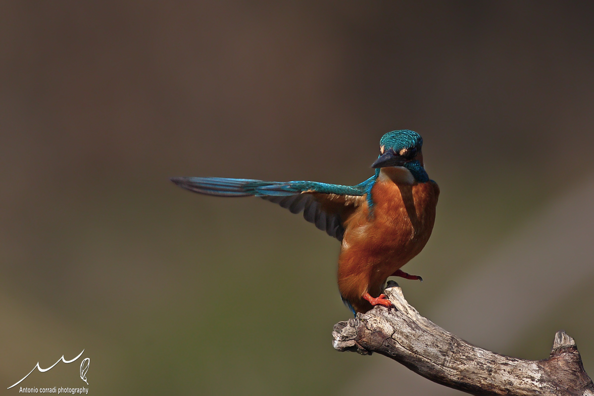 Martin Pescatore. Canon 1D Mark III Canon 400-f8  1/2000