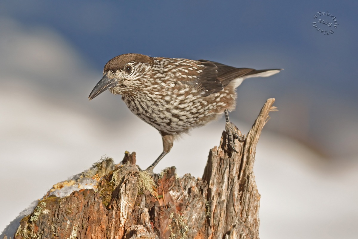 Nocciolaia (Nucifraga cryocatactes)