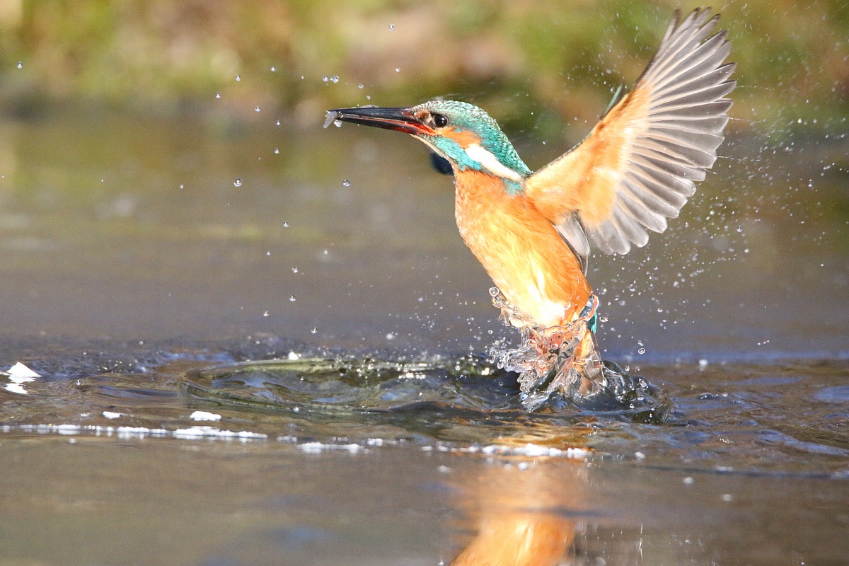 il martino all'oasi di gaggio
