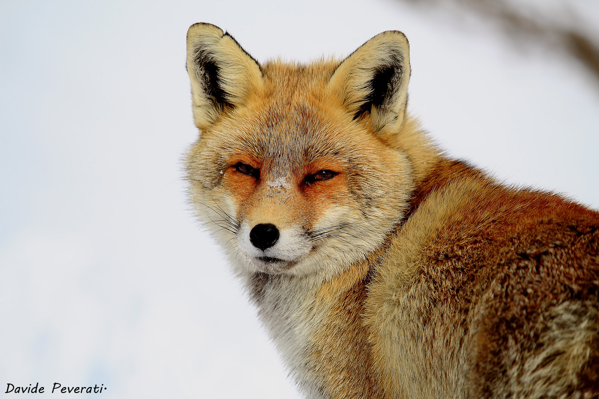 Fox in the snow.