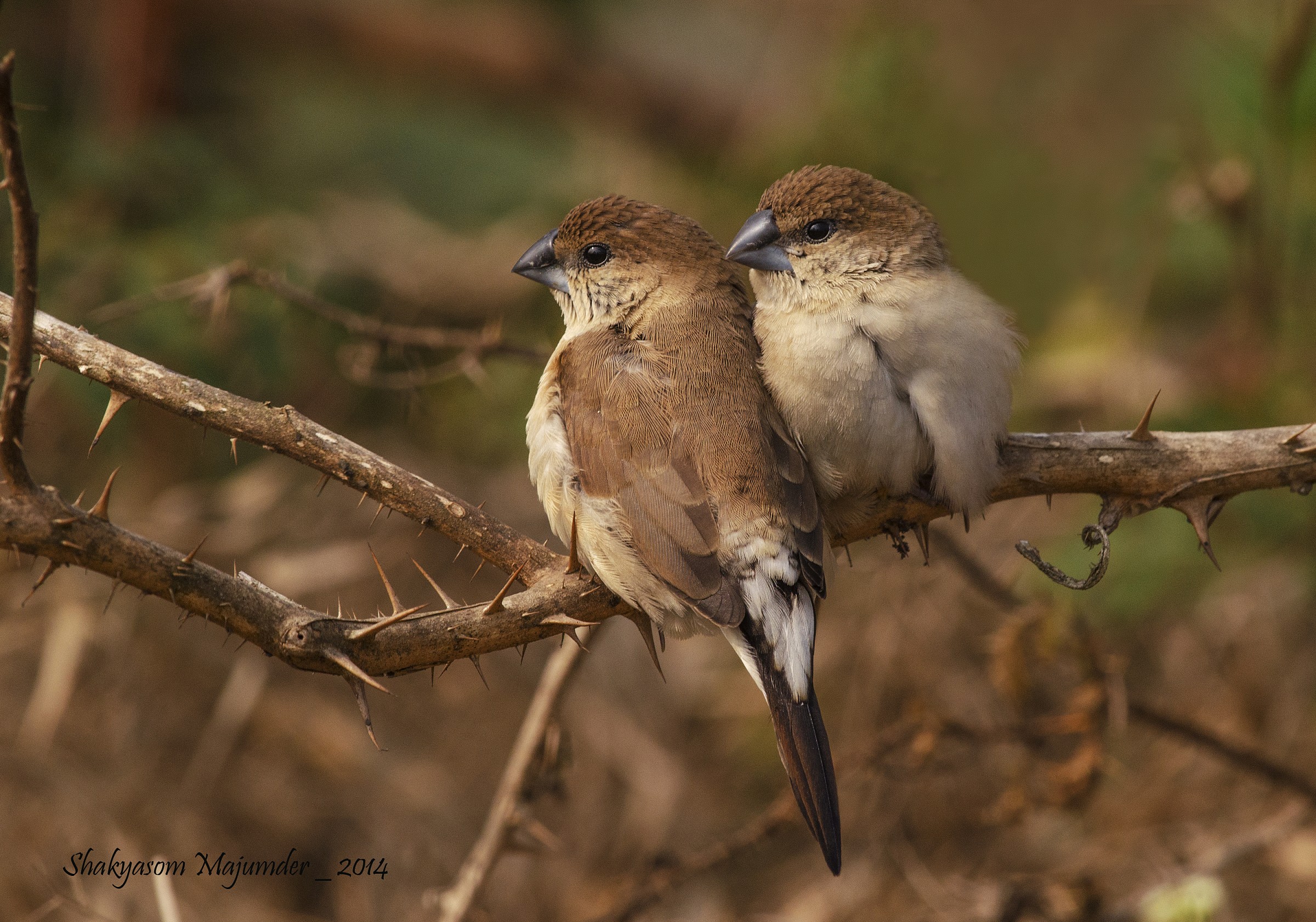 indian silverbills