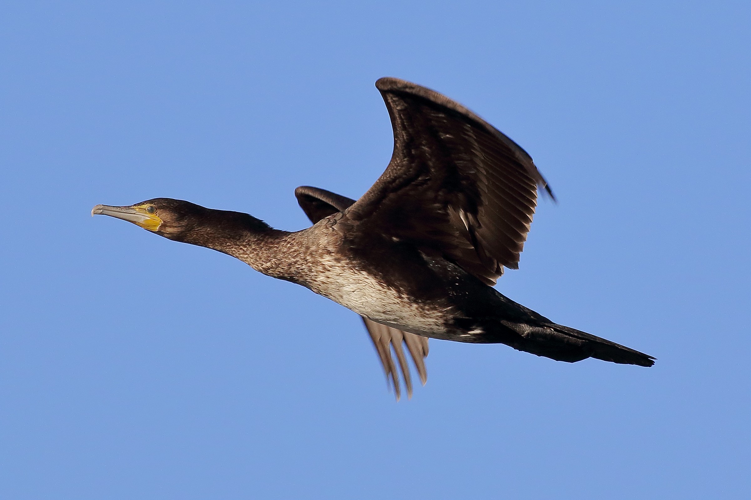 Cormorant
