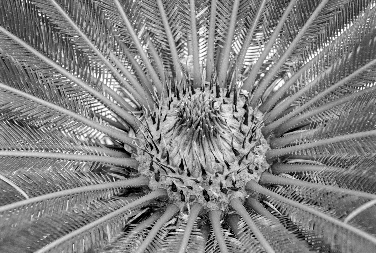 Il cuore della palma