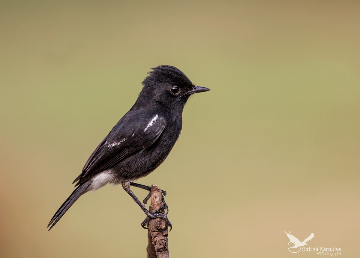 Pied Bushchat, male.