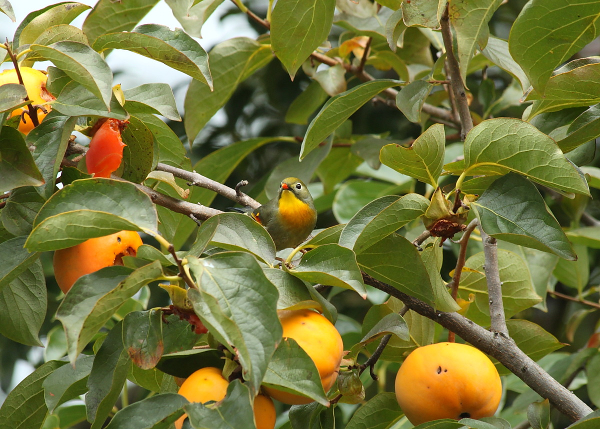 usignolo del Giappone