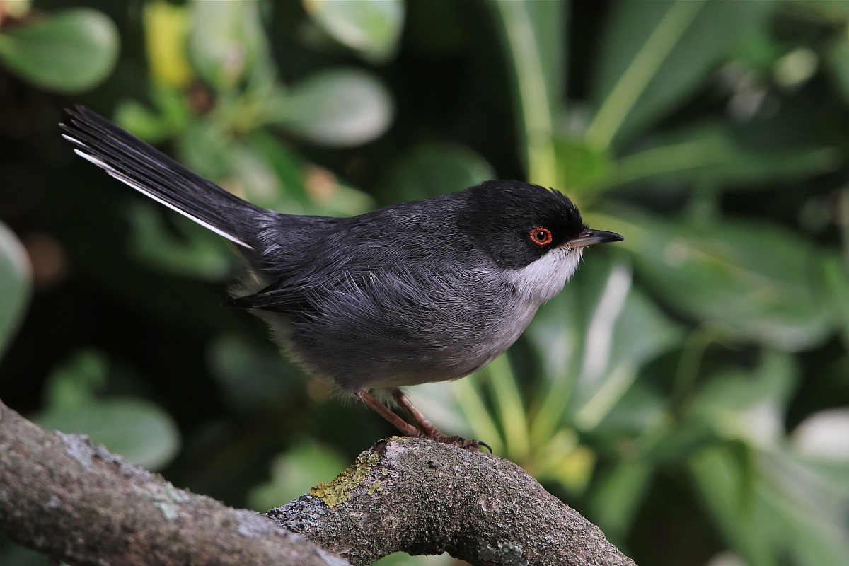 occhiocotto giardiniere