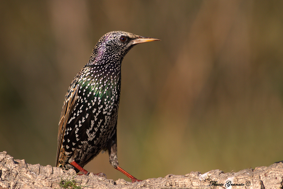 starling