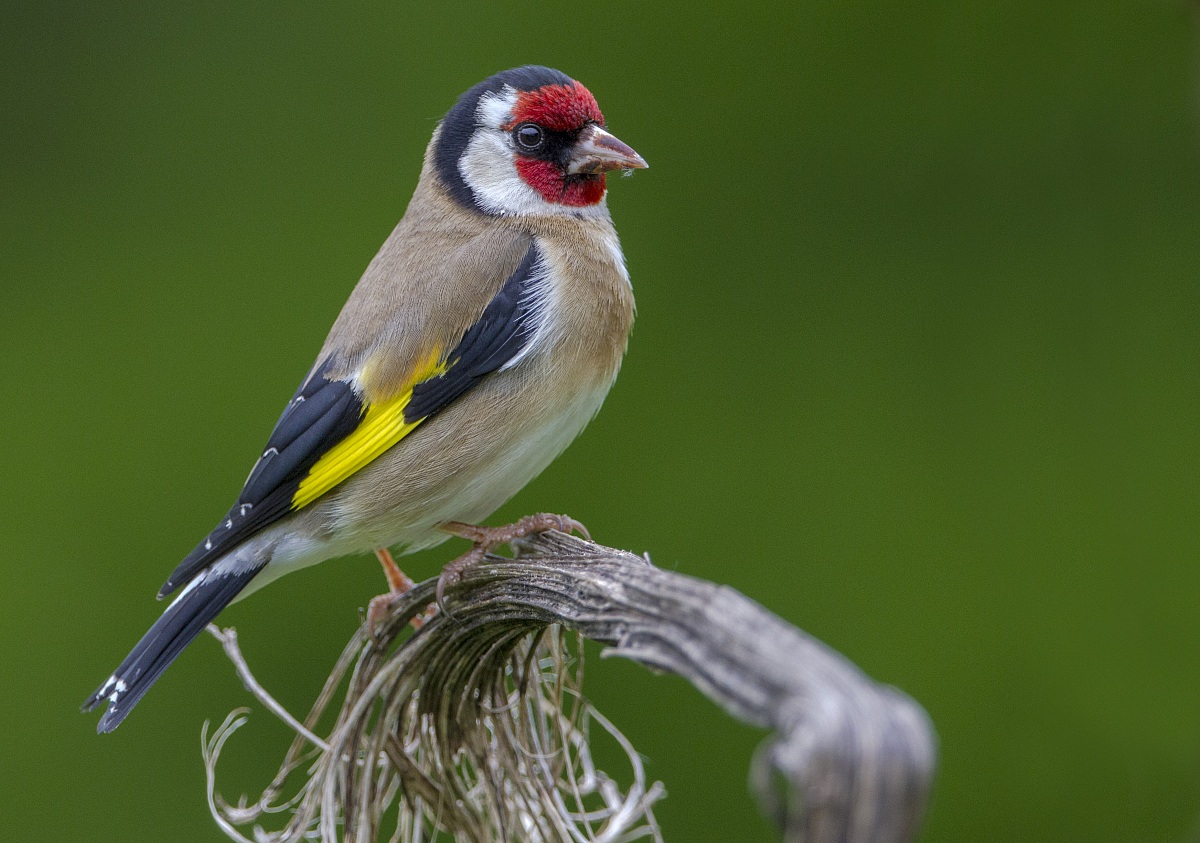 Goldfinch