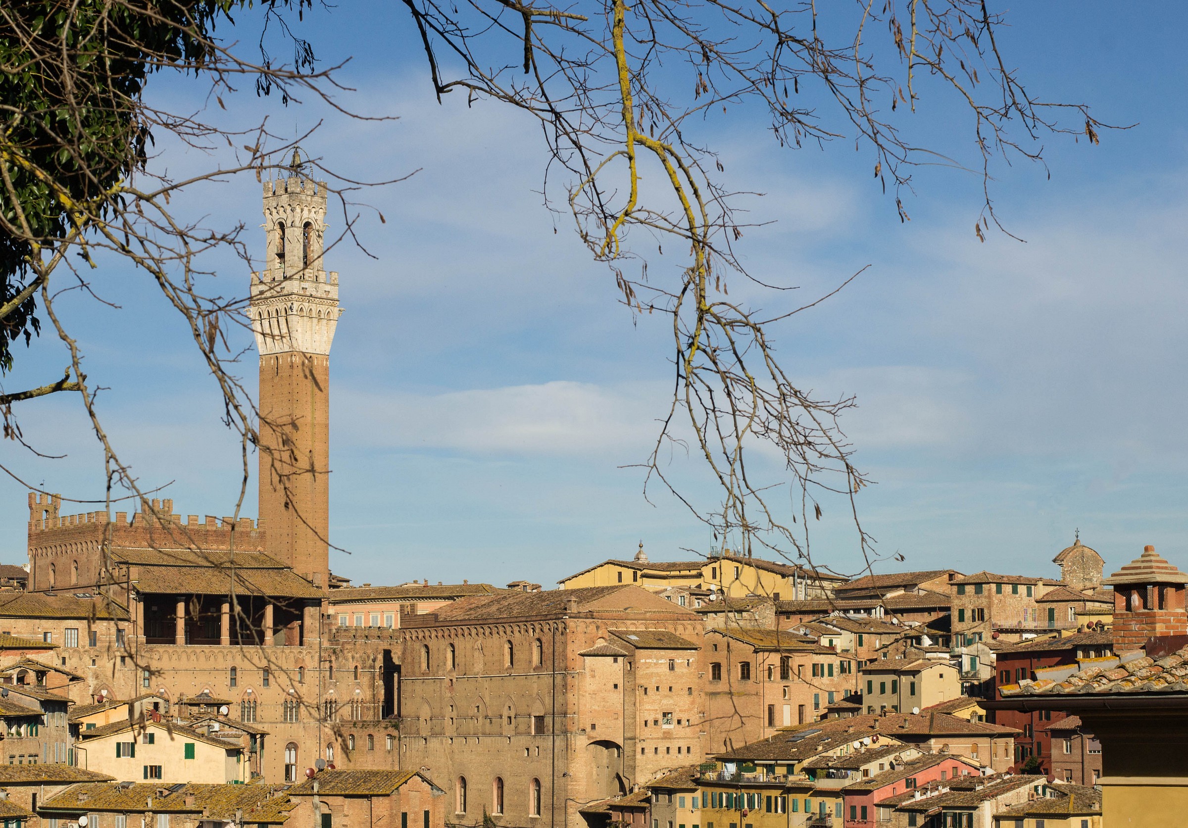 Siena between the branches