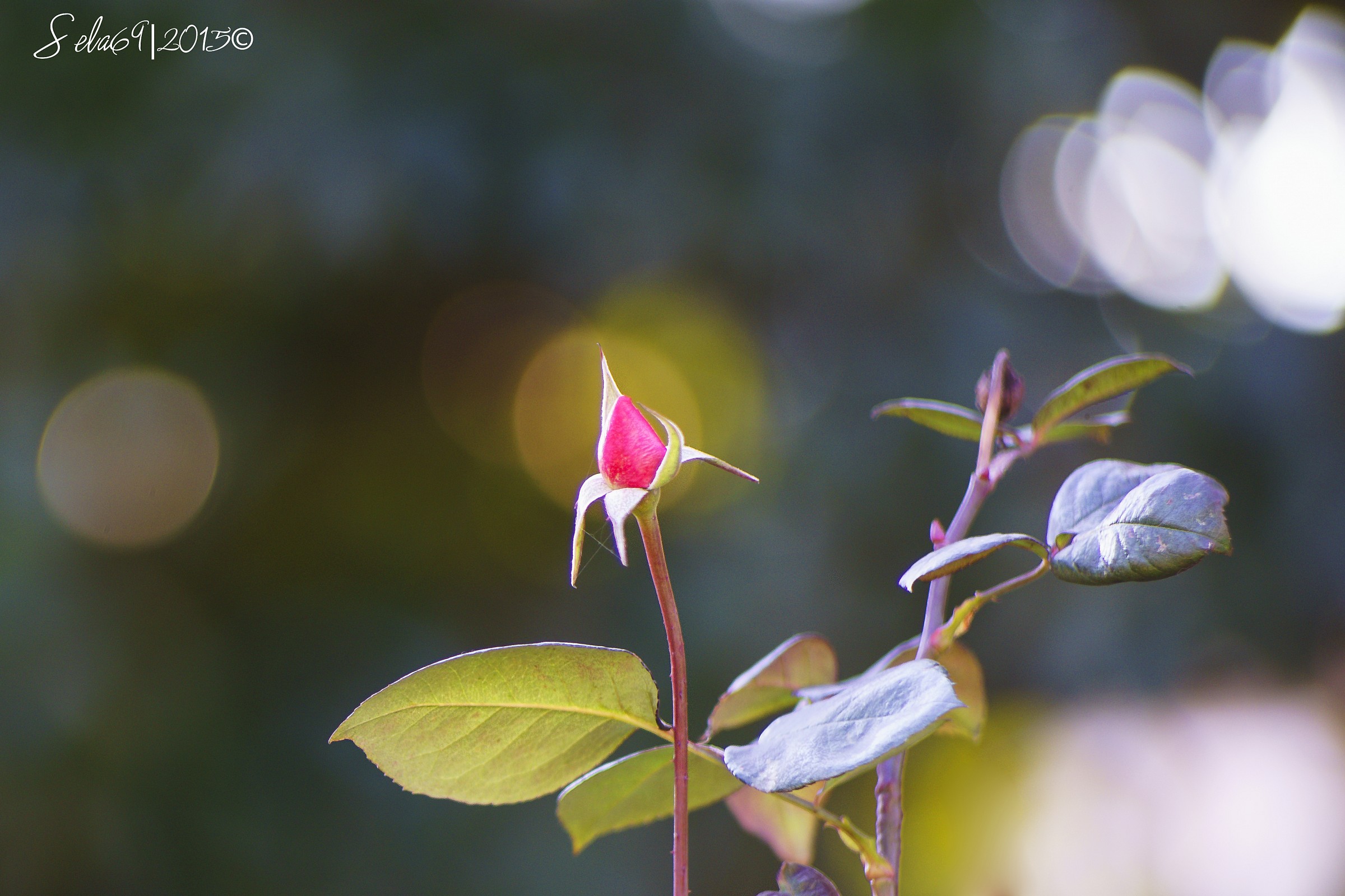 First flower of January