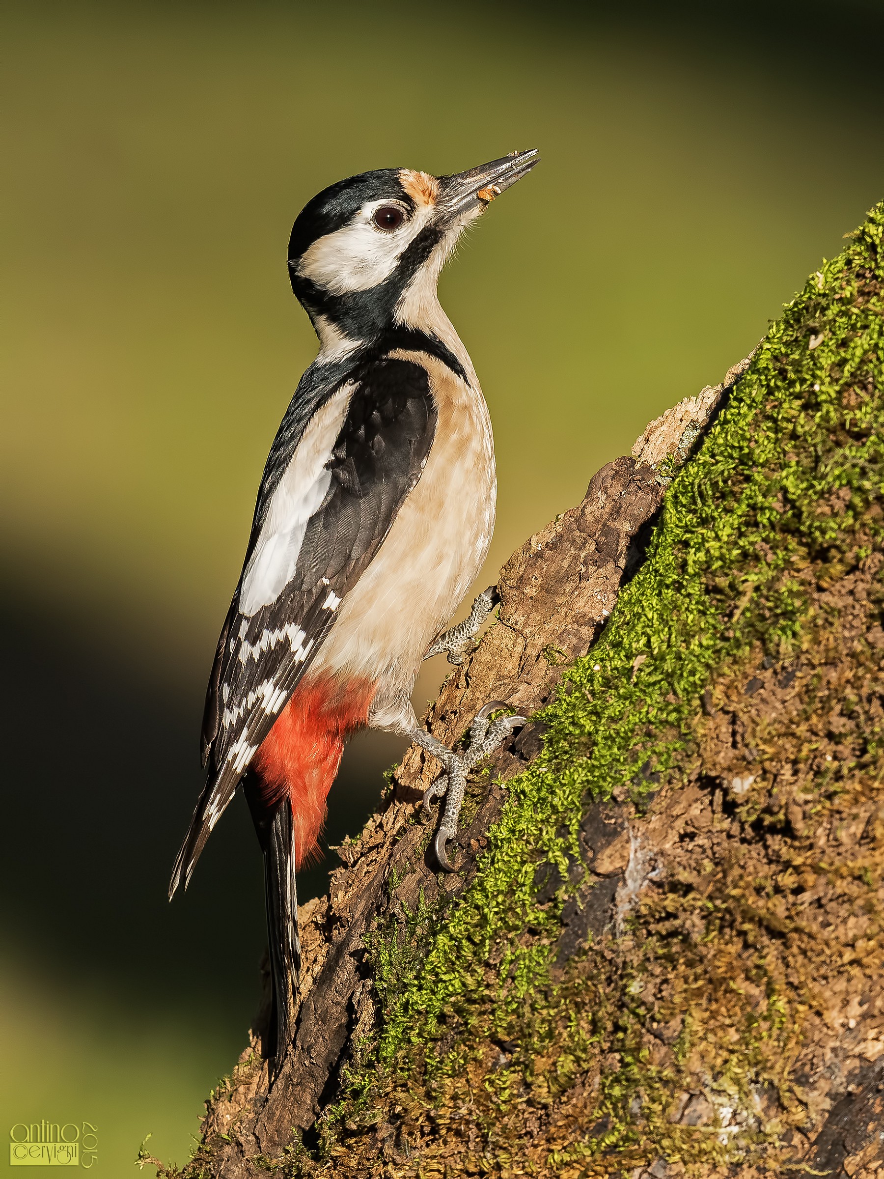 Picchio rosso maggiore