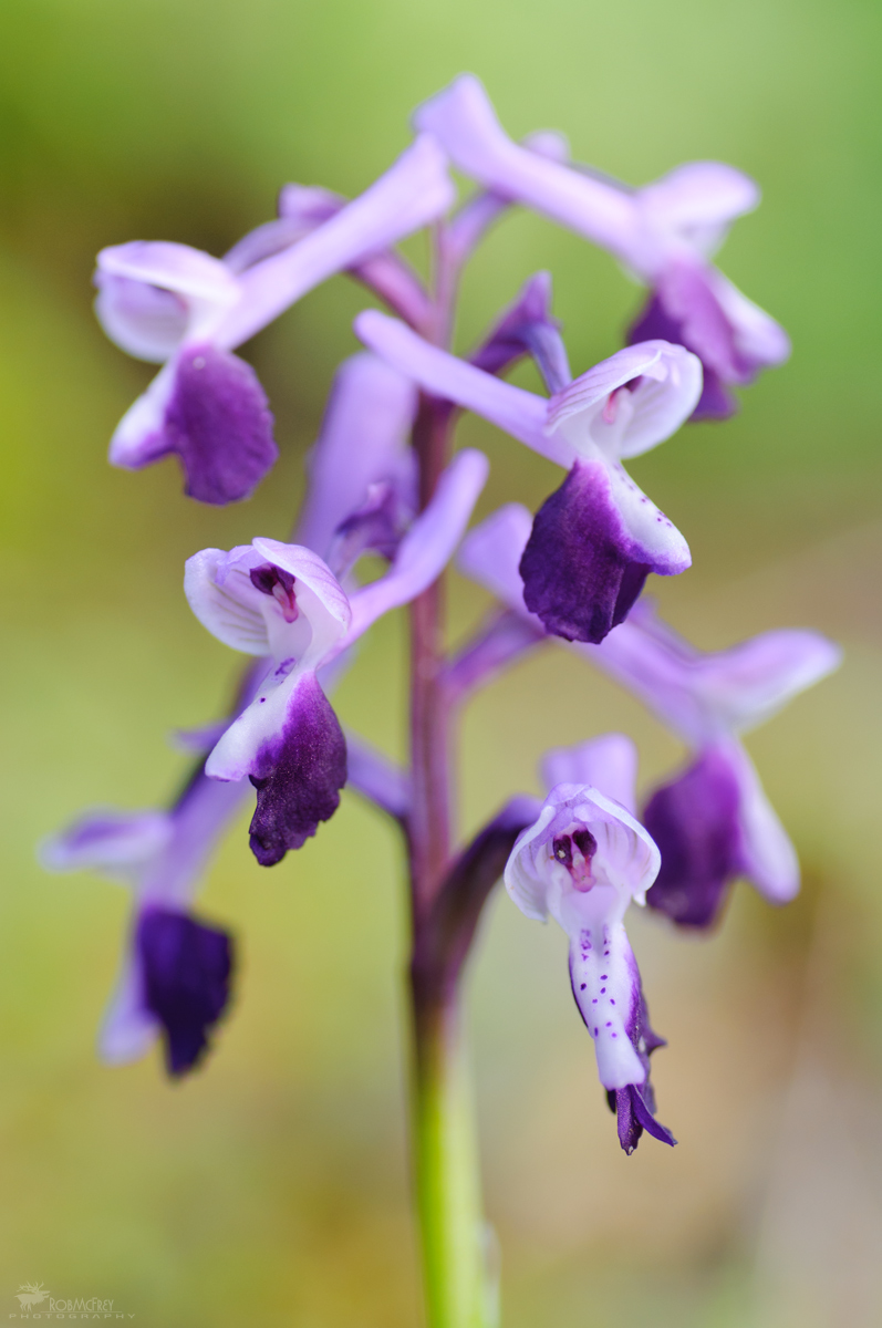Anacamptis longicornu