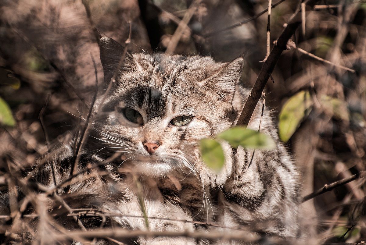 The cat who dreams of flying.