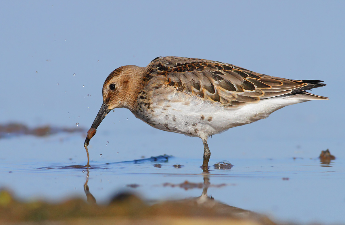 Dunlin