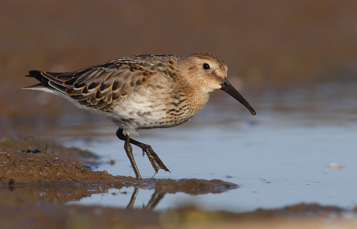 Dunlin