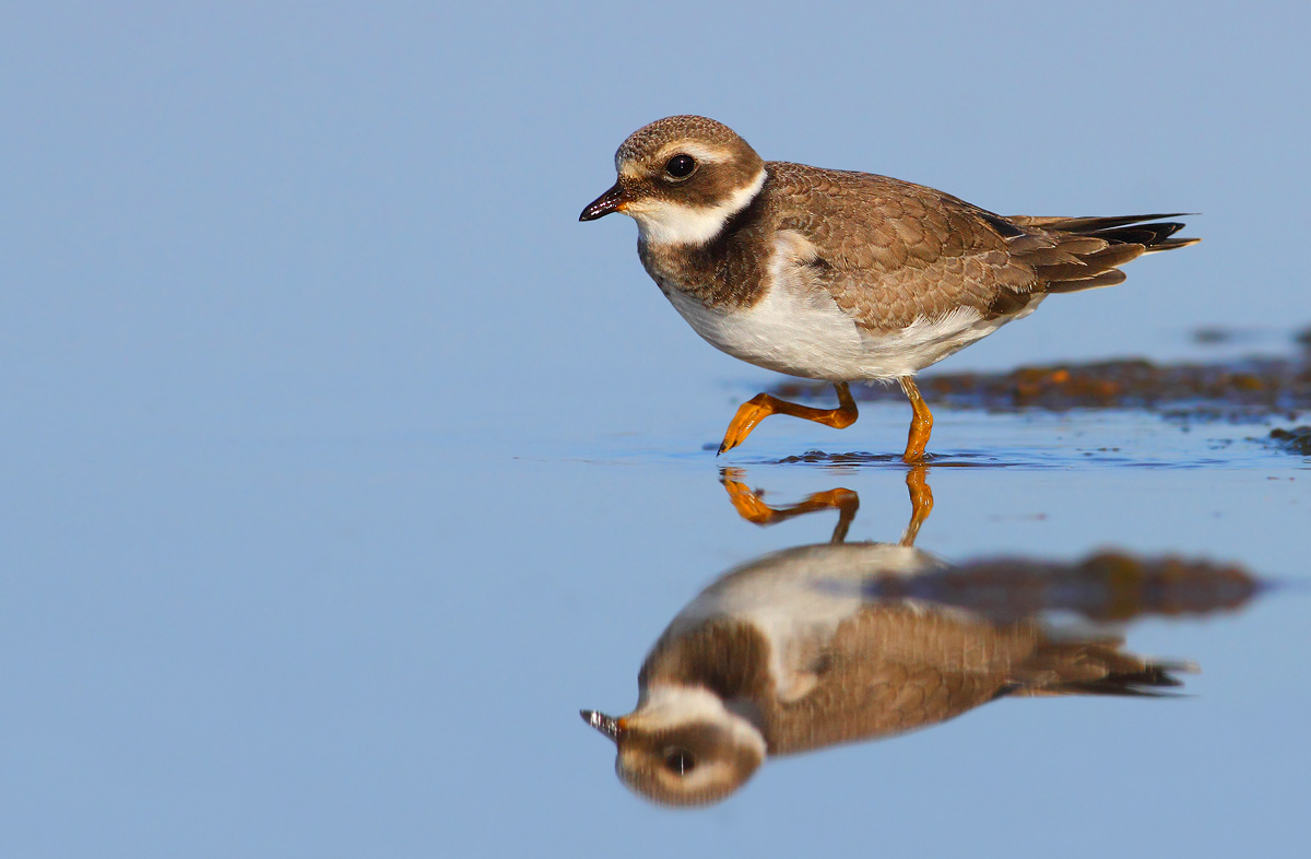 Ringed Plover