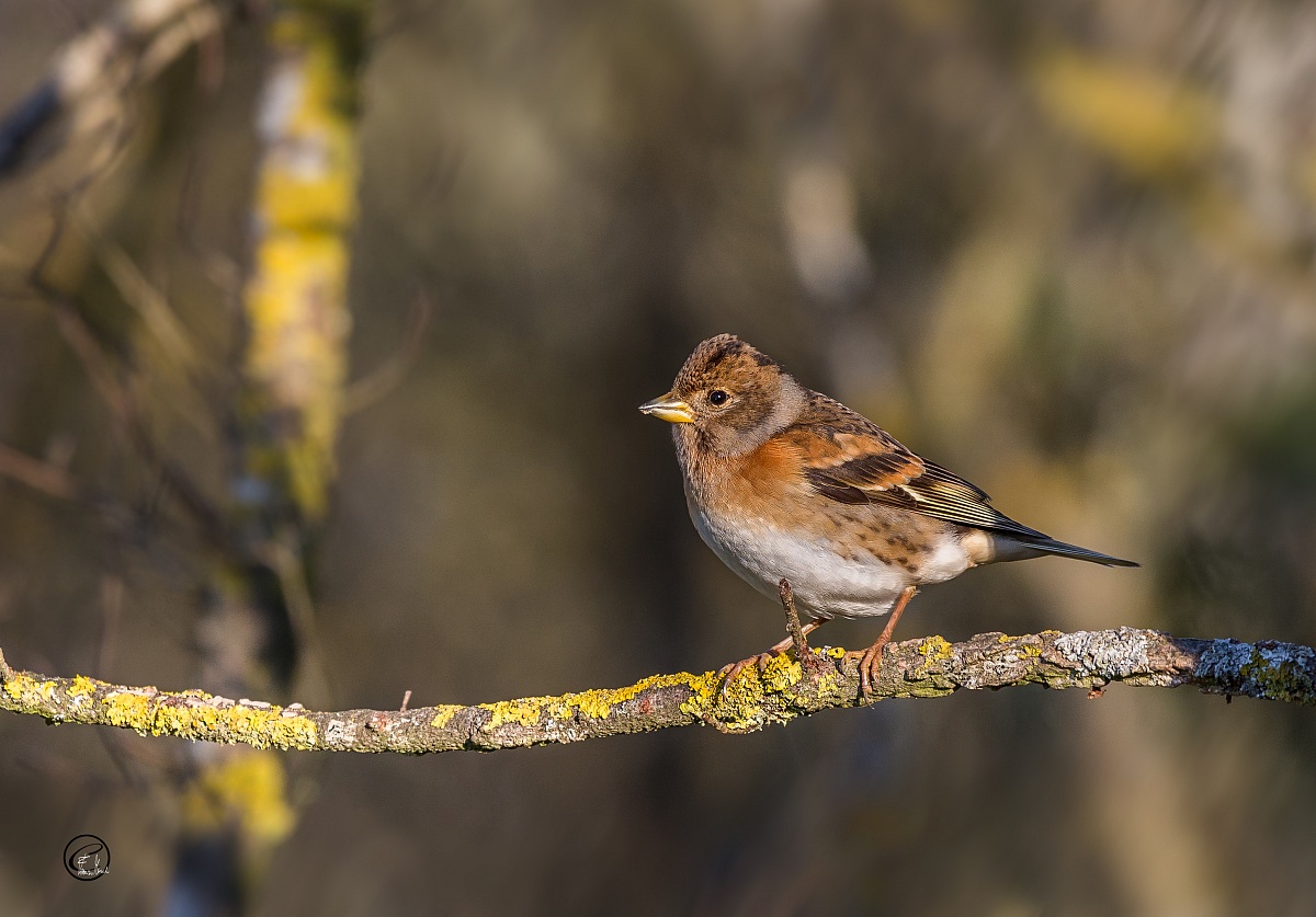 Brambling